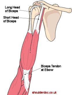 Long Biceps Tendon