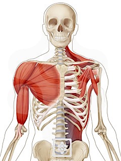 Shoulder Muscles | ShoulderDoc