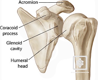 Bones & Joints of the Shoulder | ShoulderDoc