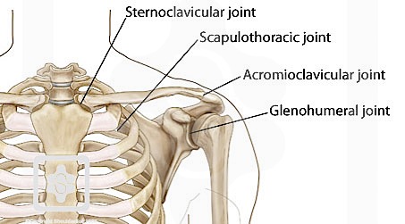 Bones & Joints of the Shoulder | ShoulderDoc