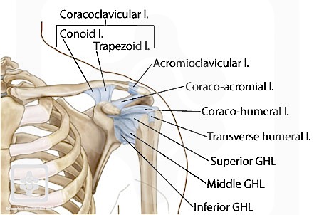 Shoulder Ligaments | ShoulderDoc