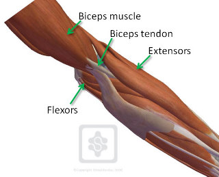 Bicep Muscle Pain