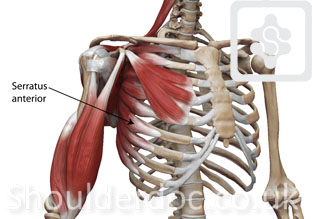 Weak Serratus Anterior