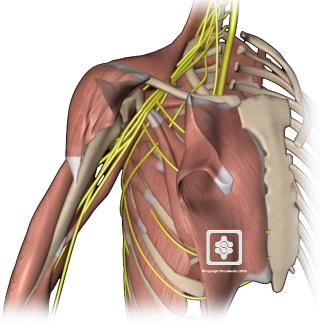 Nerves of the Shoulder | ShoulderDoc by Prof. Lennard Funk