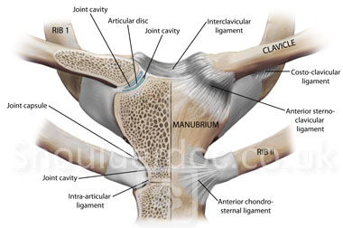 Clavicular Ligaments