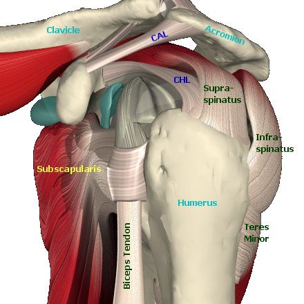 pricipessa's tattoo: Rotator Cuff Anatomy