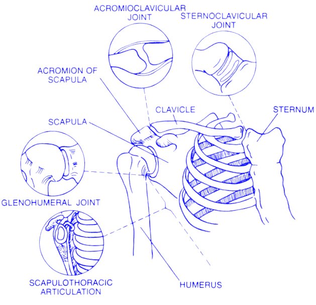 Ligaments And Tendons. Ligaments and Tendons