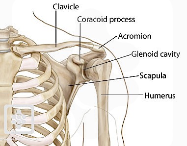 Diagram of left shoulder