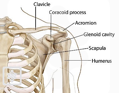 Bones Joints Of The Shoulder Shoulderdoc