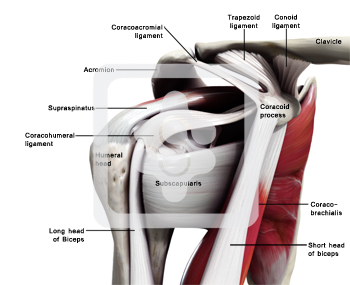 The rotator cable extends from lesser tubercle of humerus to greater