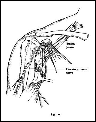Nerves about the Shoulder | ShoulderDoc