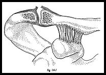 tratament articular acromioclavicular