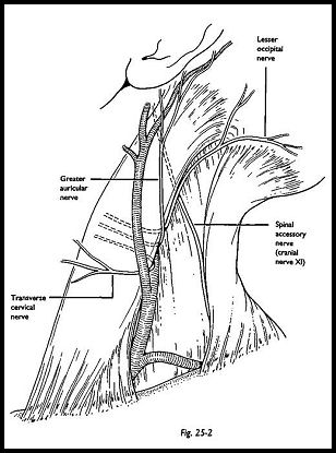 Nerves of the Thoracoscapular and Glenohumeral Joints: Anatomy, Cause ...