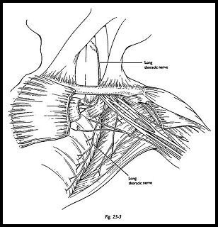 Nerves of the Thoracoscapular and Glenohumeral Joints: Anatomy, Cause ...