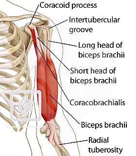 Muscles Of The Shoulder Arm Shoulderdoc