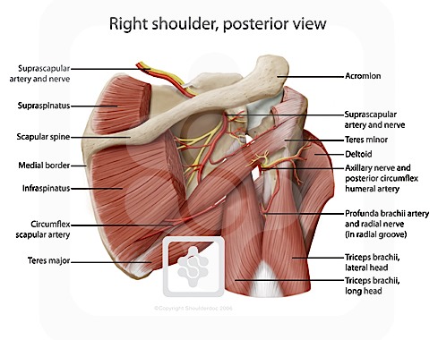 Nerves Of The Shoulder Shoulderdoc