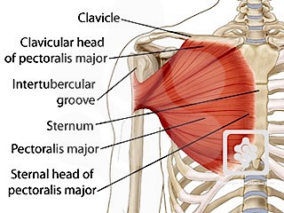 Diagram Of Chest Muscles in 2024  Shoulder muscle anatomy, Muscle anatomy,  Muscle diagram