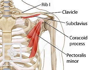 Deep Muscles | ShoulderDoc by Prof. Lennard Funk