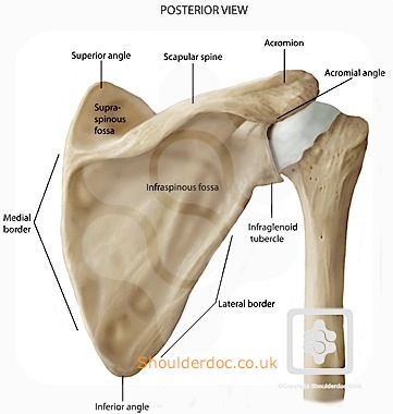 Bones & Joints of the Shoulder