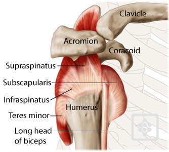 Shoulder Tendons Shoulderdoc