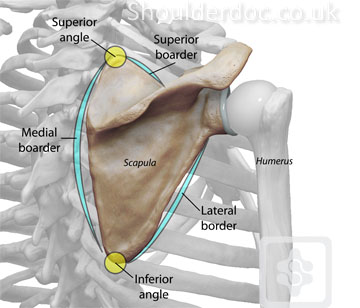 indeks Inficere faldskærm Scapula Dyskinesis | ShoulderDoc