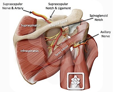 spinoglenoid notch