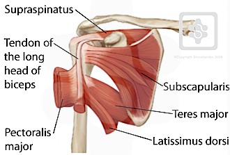 Shoulder Tendons Shoulderdoc