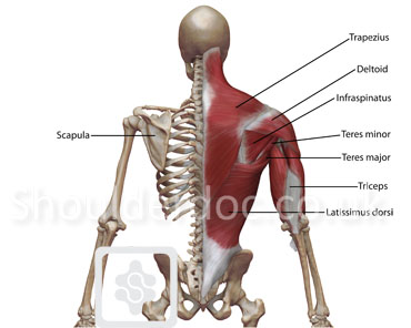 Immunitet ukuelige Museum Winging Scapula | ShoulderDoc