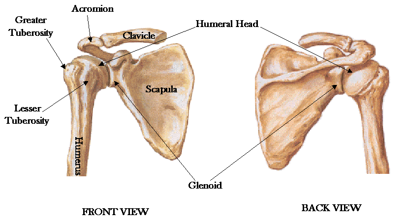 https://www.shoulderdoc.co.uk/img/shoulderdoc/bones1.gif